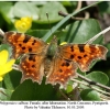 polygonia c-album 4female1